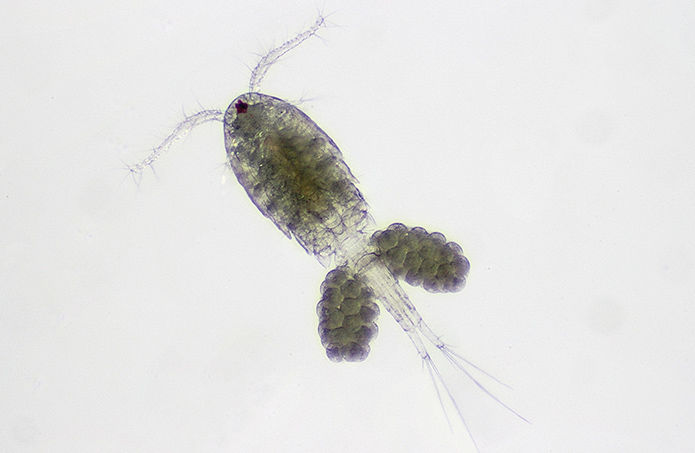 Can tiny crustaceans take a bite out of mosquito population?